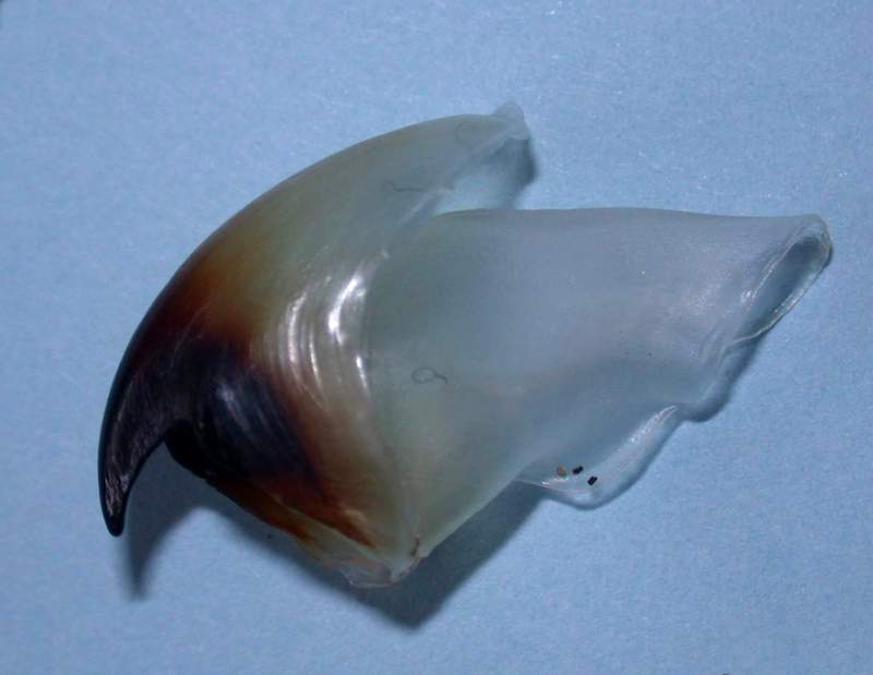 Loligo vulgaris